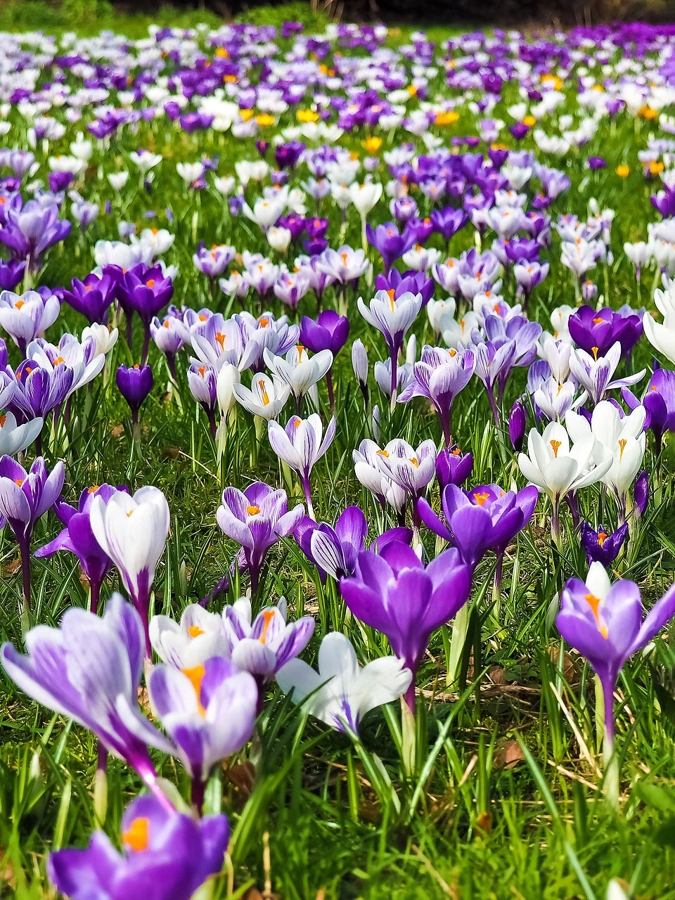 Sebastian Nebelung (links) mit Jörg Köttner (rechts), Erster Vorsitzender VNK Südharz e.V.